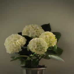 Record I / Existence